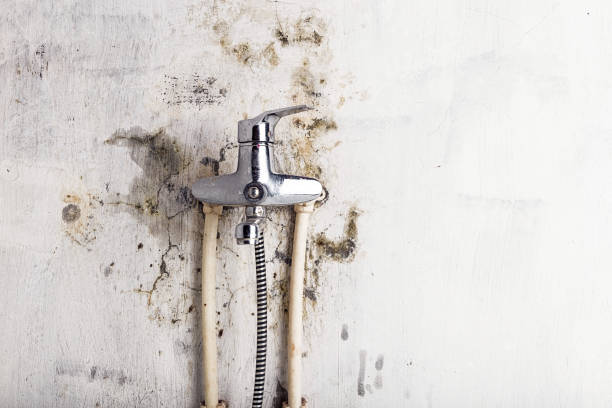 Best Mold Removal Company Near Me  in Homeland Park, SC