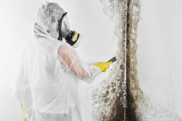 Mold Removal Process in Homeland Park, SC