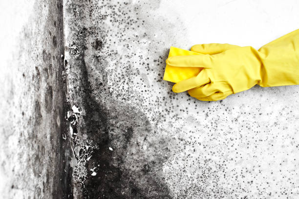 Best Commercial Mold Removal  in Homeland Park, SC