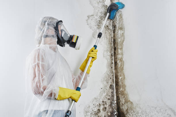 Best Toxic Mold Removal  in Homeland Park, SC