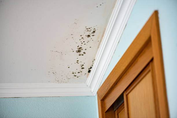 Best Crawl Space Mold Removal  in Homeland Park, SC