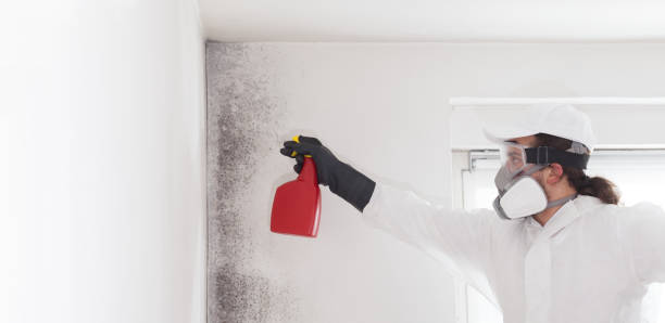Best Emergency Mold Removal  in Homeland Park, SC