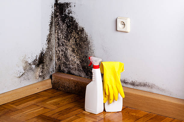 Best Fast Mold Removal  in Homeland Park, SC