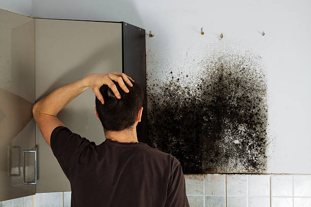 Best Local Mold Removal Service  in Homeland Park, SC